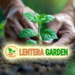Blog Lentera Garden