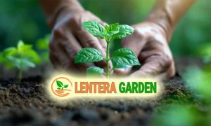 blog lentera garden